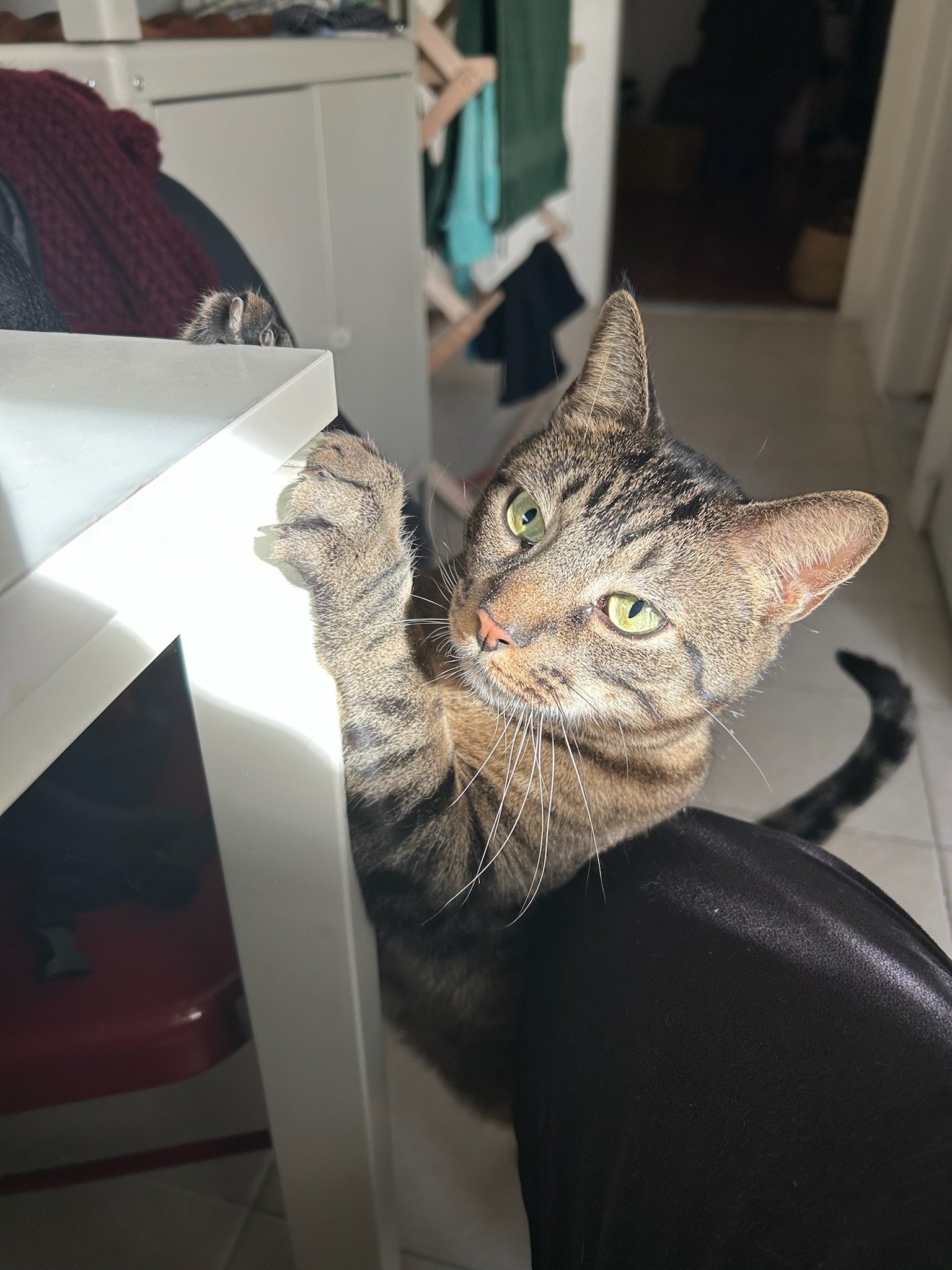 Leo