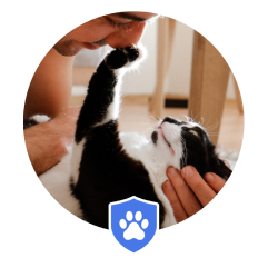 Stay & Play In-Home Cat Sitting